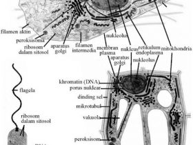 Pengertian Sel Beserta Strukturnya